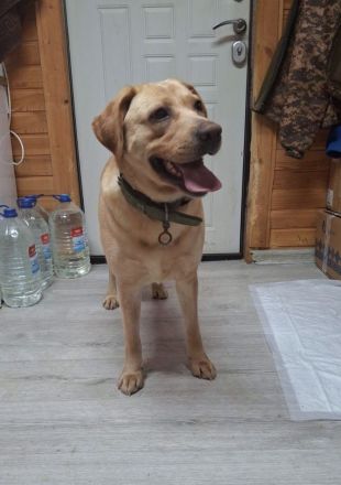 Bella: eine Hundedame mit ganz großem Herz sucht ihr Körbchen