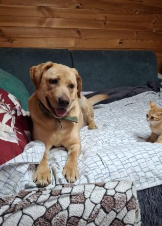 Bella: eine Hundedame mit ganz großem Herz sucht ihr Körbchen