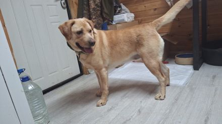 Bella: eine Hundedame mit ganz großem Herz sucht ihr Körbchen