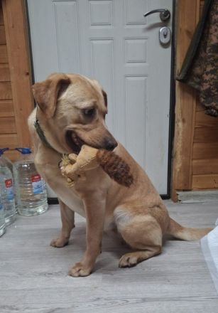 Bella: eine Hundedame mit ganz großem Herz sucht ihr Körbchen