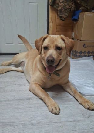 Bella: eine Hundedame mit ganz großem Herz sucht ihr Körbchen