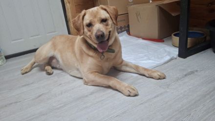 Bella: eine Hundedame mit ganz großem Herz sucht ihr Körbchen