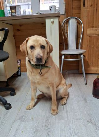 Bella: eine Hundedame mit ganz großem Herz sucht ihr Körbchen