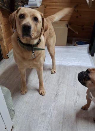 Bella: eine Hundedame mit ganz großem Herz sucht ihr Körbchen