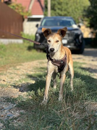 Luna: eine zarte Seele sucht ihr Zuhause