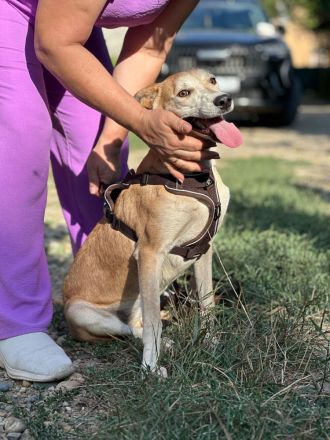 Luna: eine zarte Seele sucht ihr Zuhause