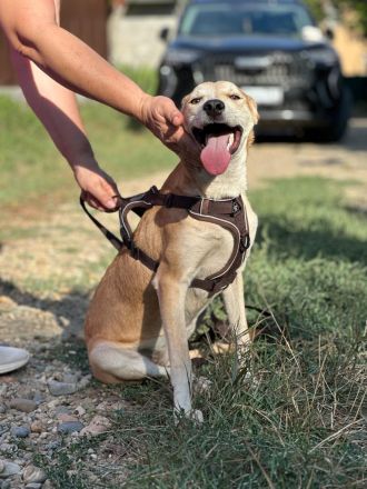 Luna: eine zarte Seele sucht ihr Zuhause