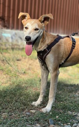 Luna: eine zarte Seele sucht ihr Zuhause