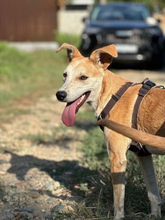 Luna: eine zarte Seele sucht ihr Zuhause