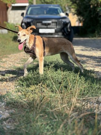 Luna: eine zarte Seele sucht ihr Zuhause