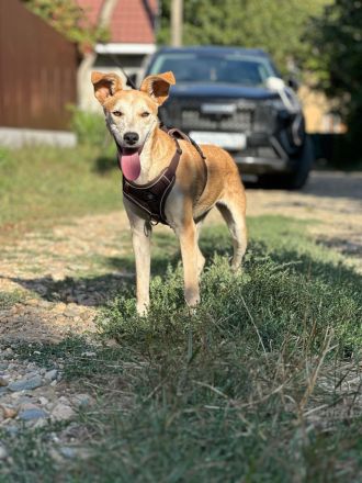 Luna: eine zarte Seele sucht ihr Zuhause