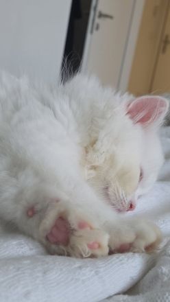 Britisch Kurzhaar Kater – weiß, jung & sehr verspielt