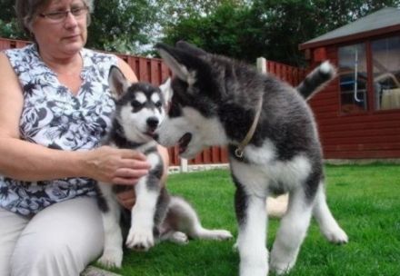 Süße Siberian Husky Welpen