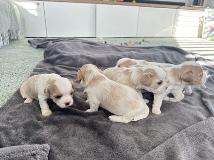Wunderschöne Cavamalt (Cavalier King Charles Spaniel / Malteser) Babys suchen liebevolles Zuhause