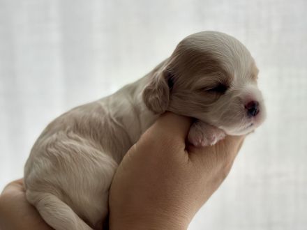 Wunderschöne Cavamalt (Cavalier King Charles Spaniel / Malteser) Babys suchen liebevolles Zuhause