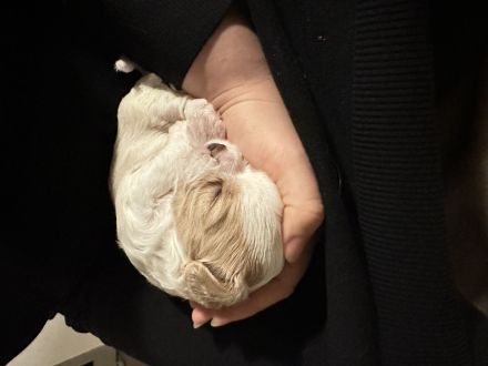 Wunderschöne Cavamalt (Cavalier King Charles Spaniel / Malteser) Babys suchen liebevolles Zuhause