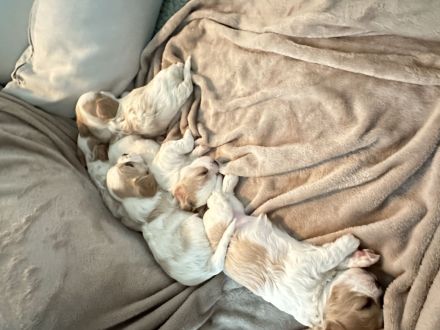 Wunderschöne Cavamalt (Cavalier King Charles Spaniel / Malteser) Babys suchen liebevolles Zuhause