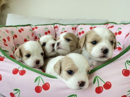 Wunderschöne Cavamalt (Cavalier King Charles Spaniel / Malteser) Babys suchen liebevolles Zuhause