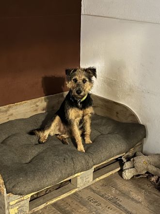 Terrier Mischling Rüde kastriert