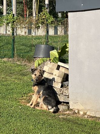 Terrier Mischling Rüde kastriert