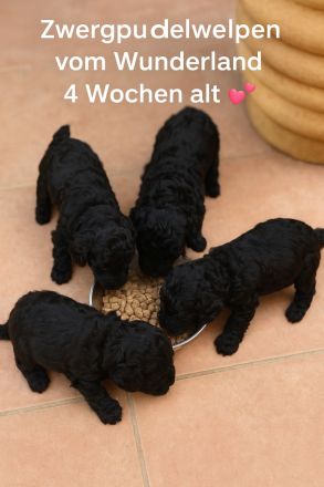 Zwerpudelwelpen
