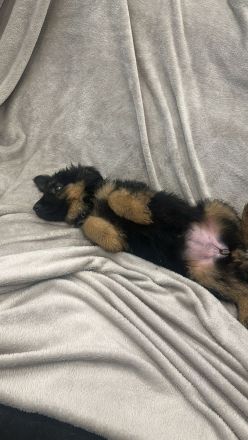 Wunderschöne Schäfer-Collie-Mix-Welpen