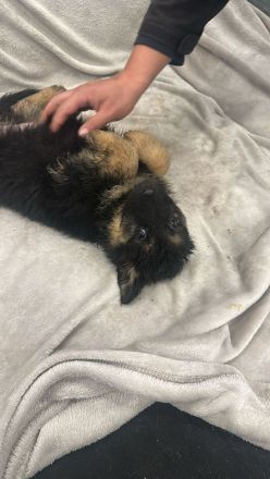 Wunderschöne Schäfer-Collie-Mix-Welpen