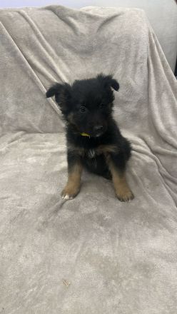 Wunderschöne Schäfer-Collie-Mix-Welpen