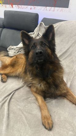 Wunderschöne Schäfer-Collie-Mix-Welpen