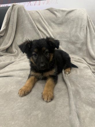 Wunderschöne Schäfer-Collie-Mix-Welpen