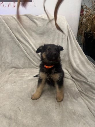 Wunderschöne Schäfer-Collie-Mix-Welpen