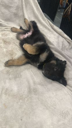 Wunderschöne Schäfer-Collie-Mix-Welpen