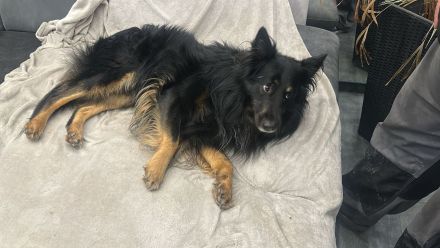 Wunderschöne Schäfer-Collie-Mix-Welpen