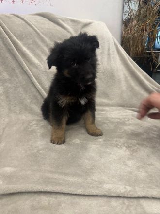 Wunderschöne Schäfer-Collie-Mix-Welpen