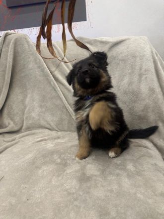 Wunderschöne Schäfer-Collie-Mix-Welpen