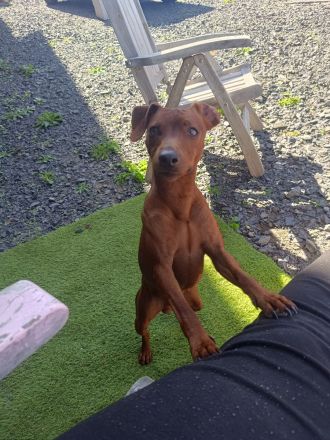 Zwergpinscher Vom edlen Adel 👑