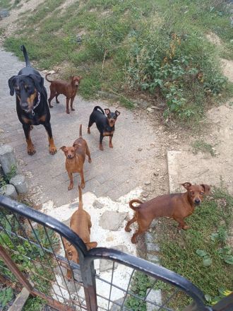 Zwergpinscher Vom edlen Adel 👑