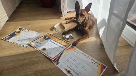 Zwergpinscher Vom edlen Adel 👑