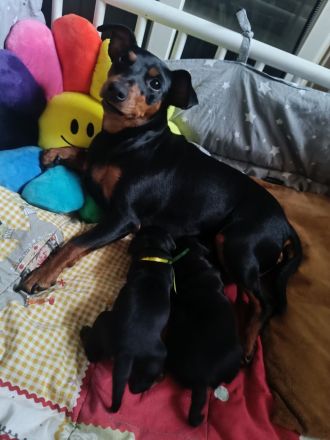 Zwergpinscher Vom edlen Adel 👑