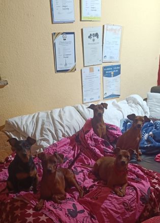 Zwergpinscher Vom edlen Adel 👑