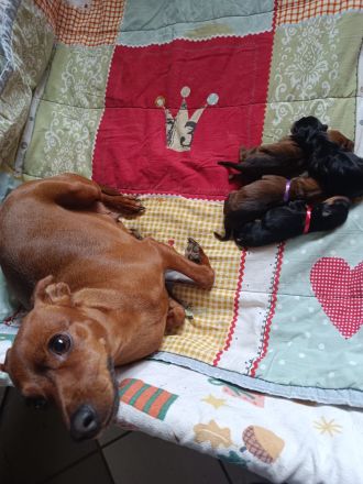 Zwergpinscher Vom edlen Adel 👑