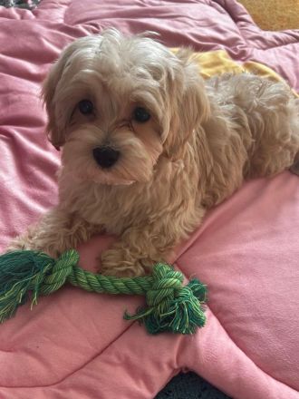 3 maltipoo Welpen