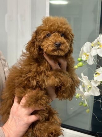 1 zwergpudel welpe Mädchen  frei.