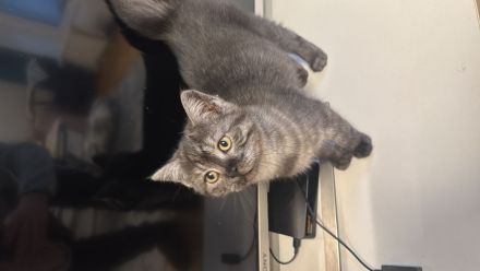 1bkh mix kitten abzugeben