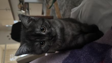 1bkh mix kitten abzugeben