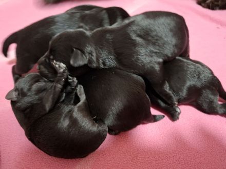 Zwergschnauzer Welpen schwarz mit Papieren