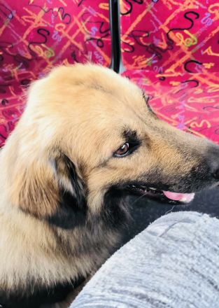 Teddy sucht ein neues Zuhause