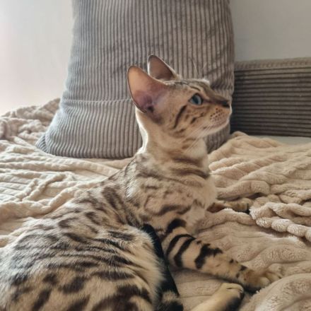 Reinrassige Bengalkatze mit Stammbaum und Zuchtfreigabe