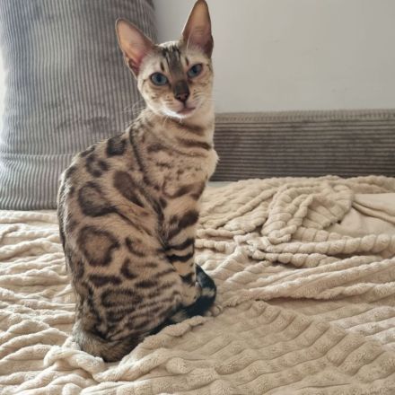 Reinrassige Bengalkatze mit Stammbaum und Zuchtfreigabe