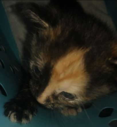 3 Wunderschöne aktive Glücks Kitten suchen ein neues Zuhause!!!